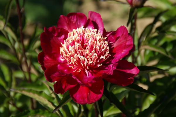 Pfingstrose West Elkton, Paeonia lactiflora